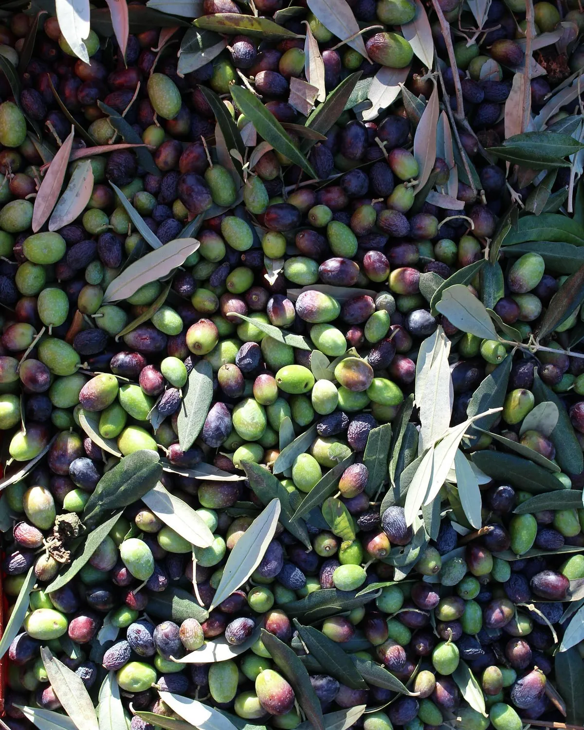 Olive appena raccolte tra le foglie