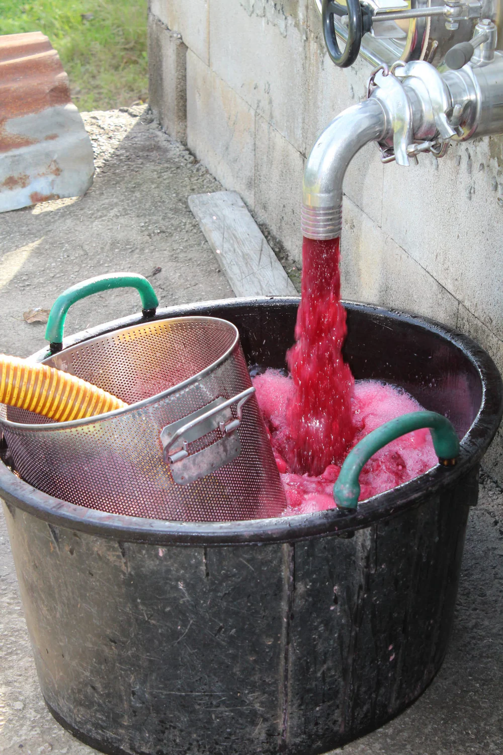 Il mosto delle nostre uve scende nel tino durante la vinificazione