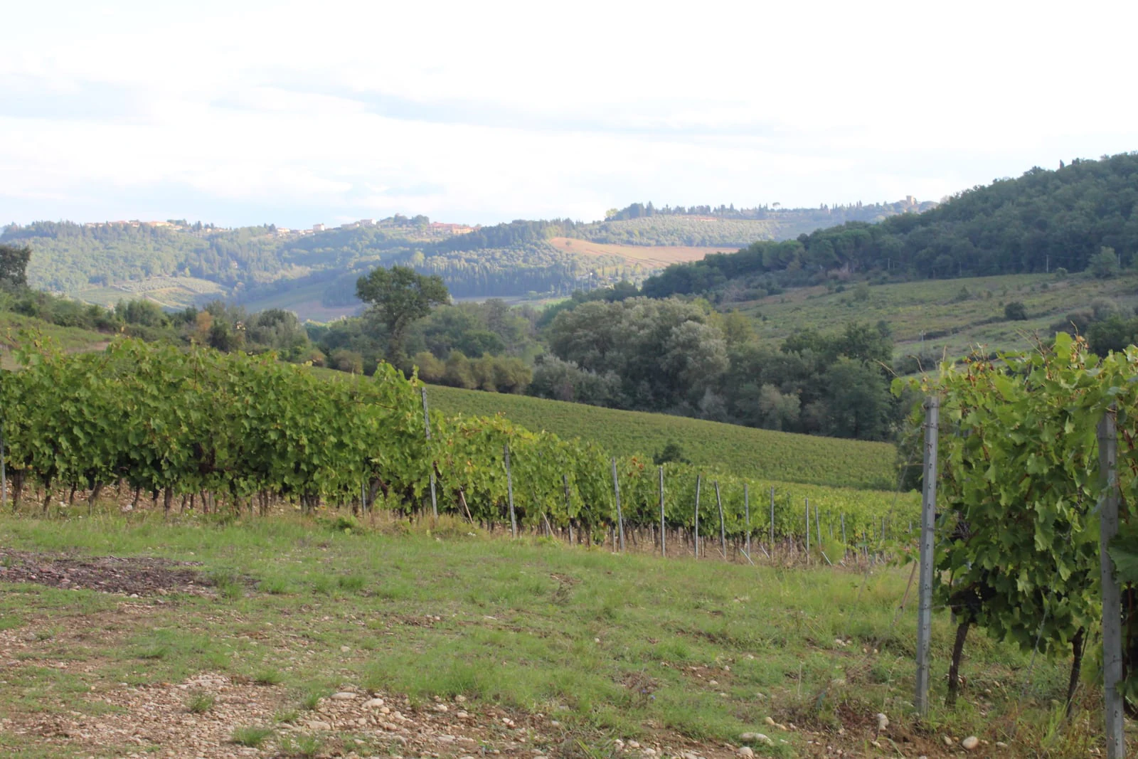 I vigneti di San Giusto sulle colline di Montespertoli